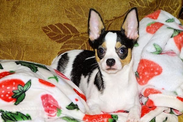 Connor-Gorgeous Black and White spotted smoothcoat male media 11