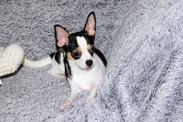Connor-Gorgeous Black and White spotted smoothcoat male media 9