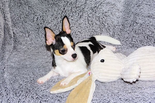 Connor-Gorgeous Black and White spotted smoothcoat male media 4
