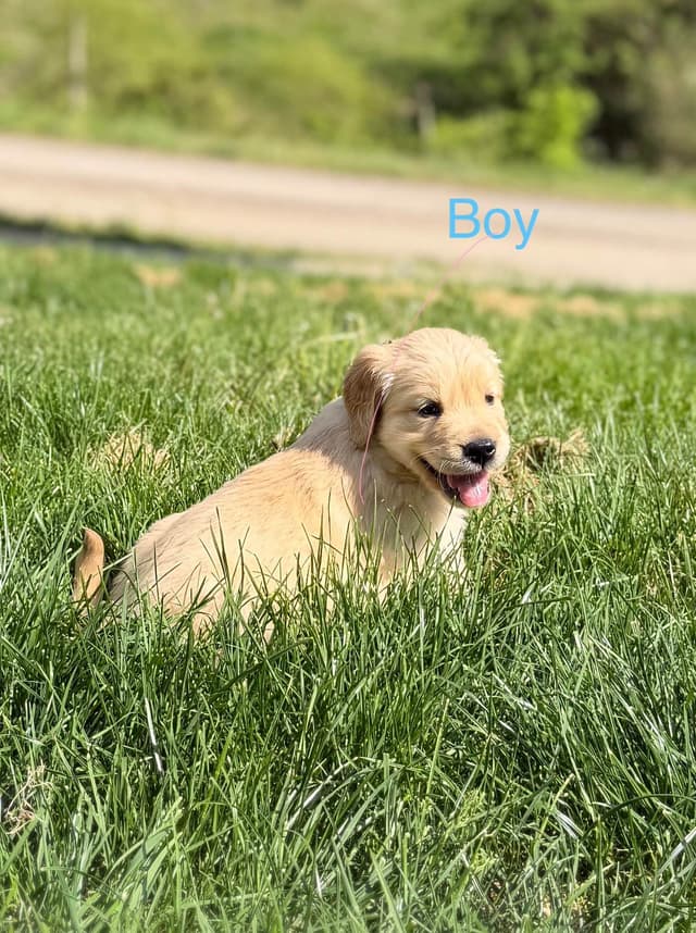 Golden Retriever Puppies media 3