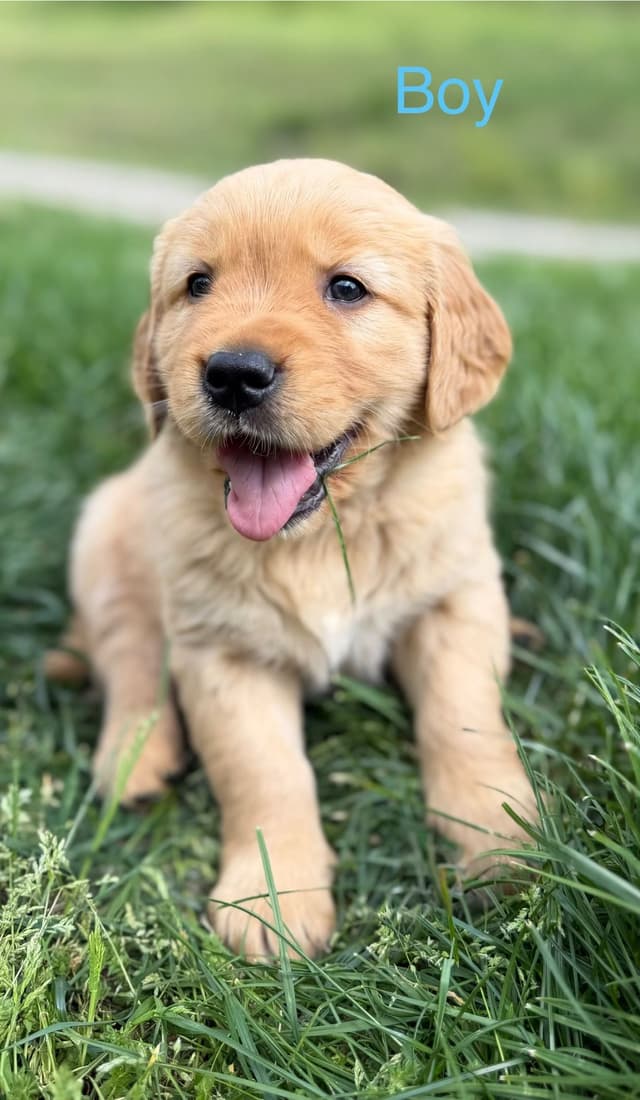 Golden Retriever Puppies media 6