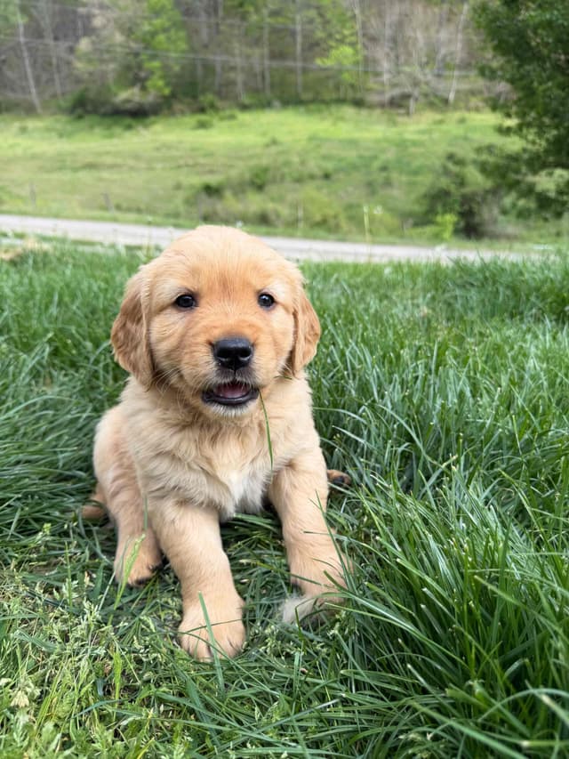 Golden Retriever Puppies media 8