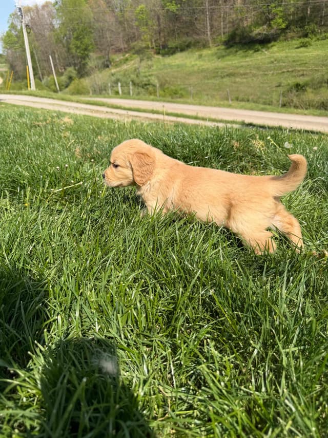 Golden Retriever Puppies media 9