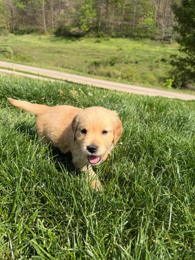 Golden Retriever Puppies media 10