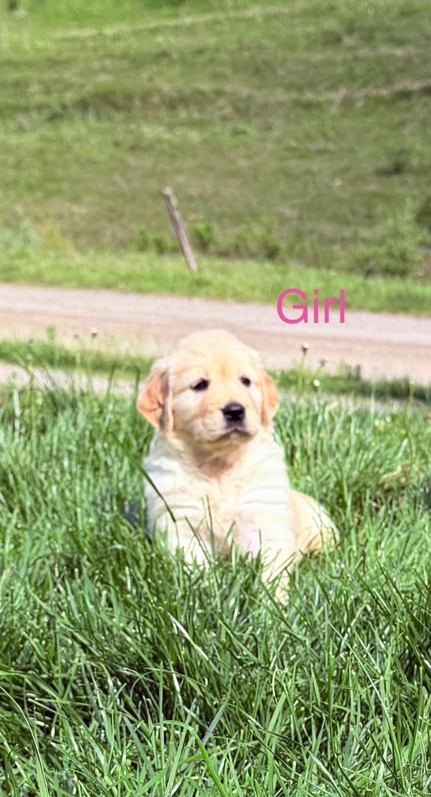 Golden Retriever Puppies breeder image 1