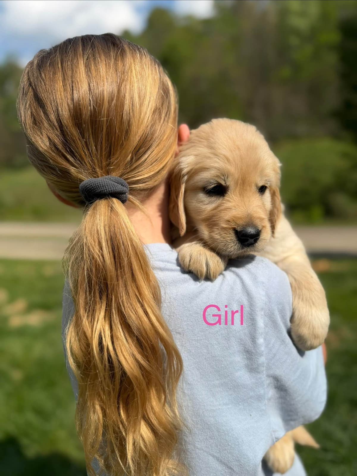 Golden Retriever Puppies breeder image 2