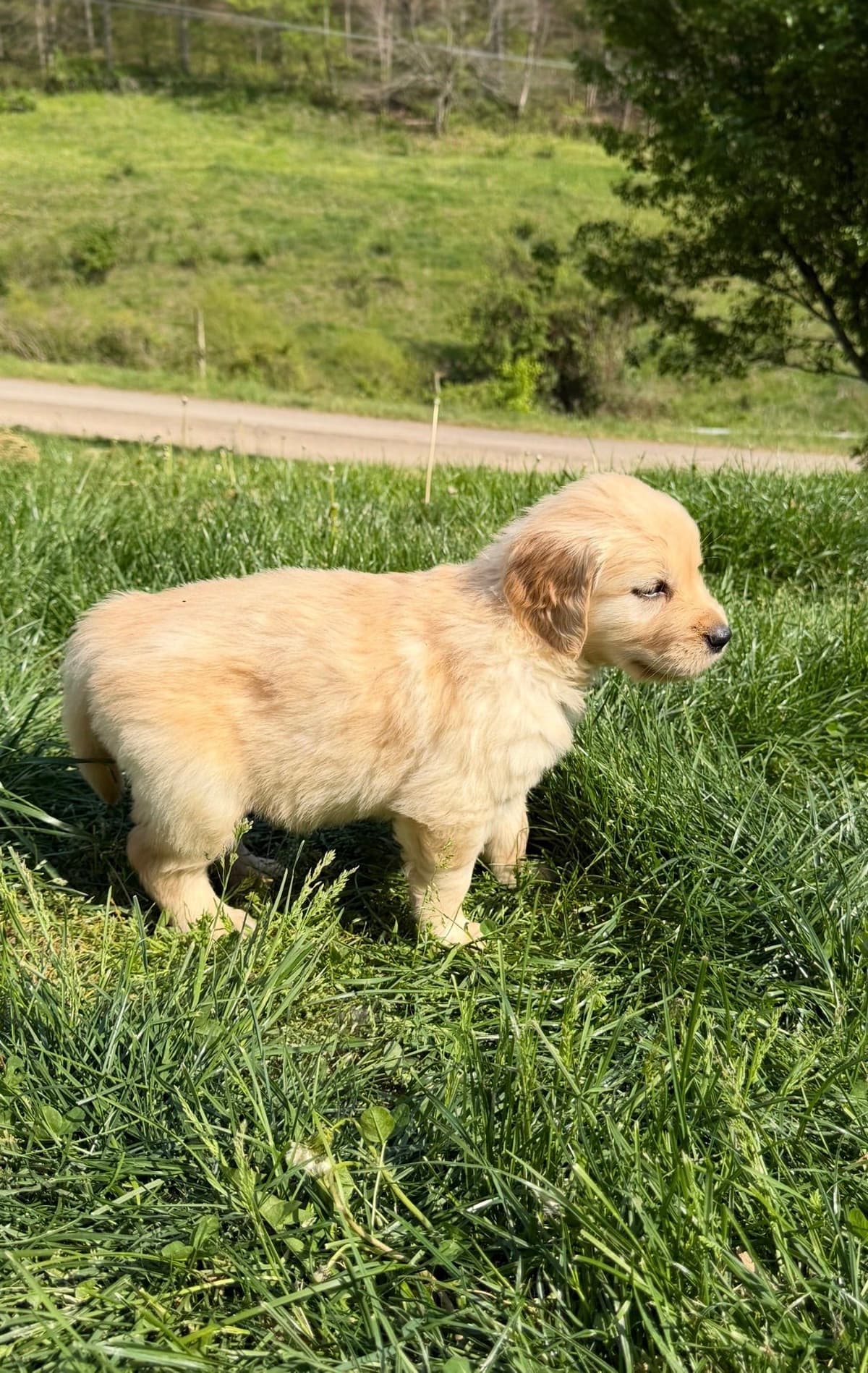 Golden Retriever Puppies breeder image 3