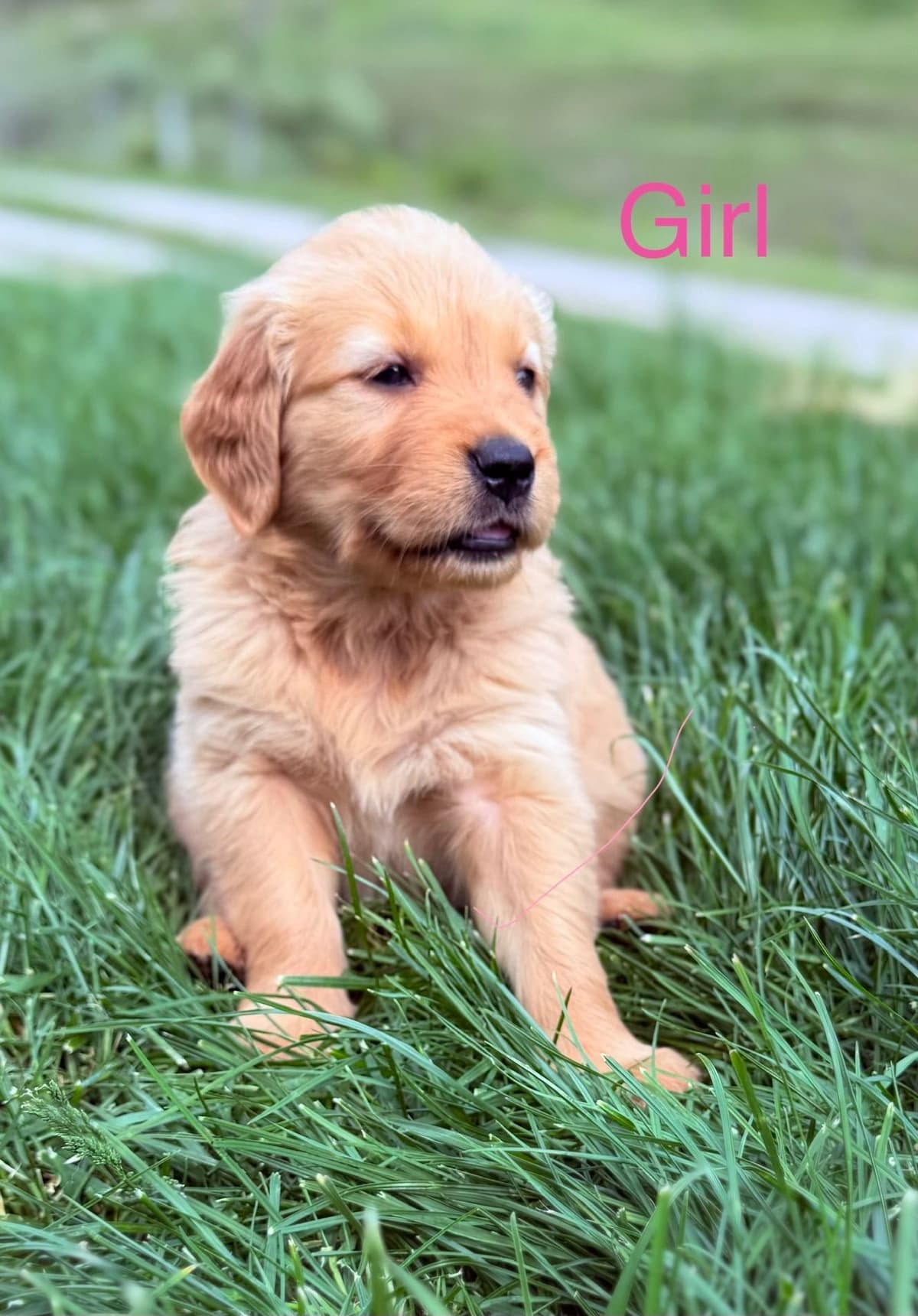 Golden Retriever Puppies breeder image 5