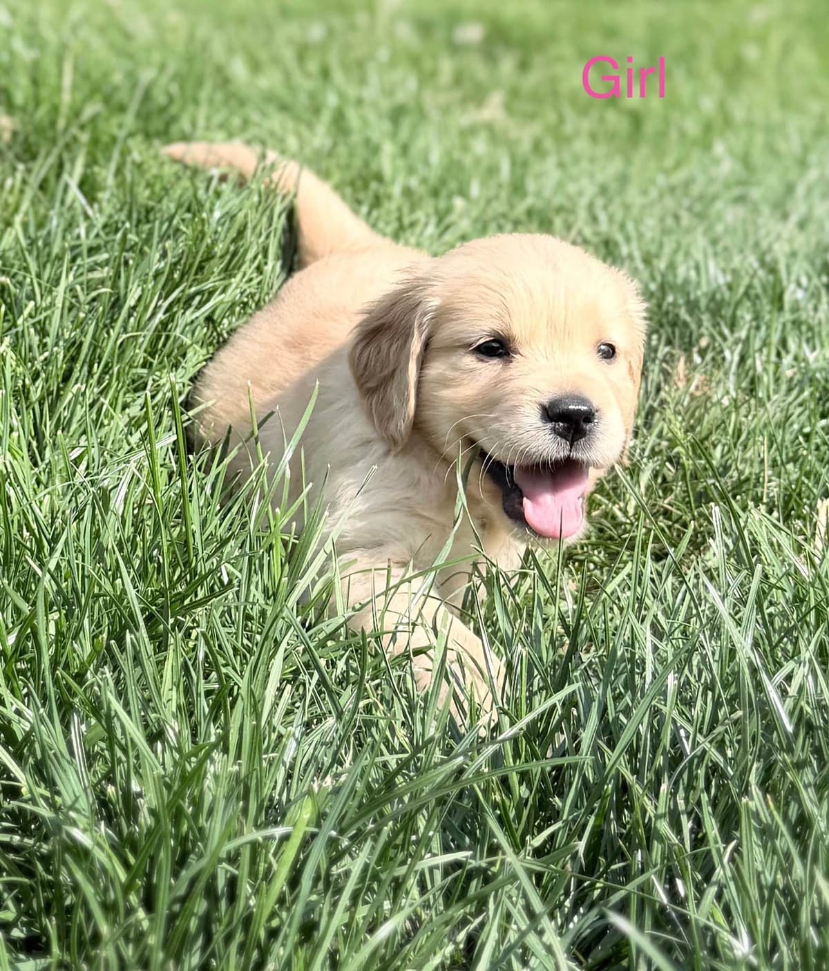 Golden Retriever Puppies breeder image 7