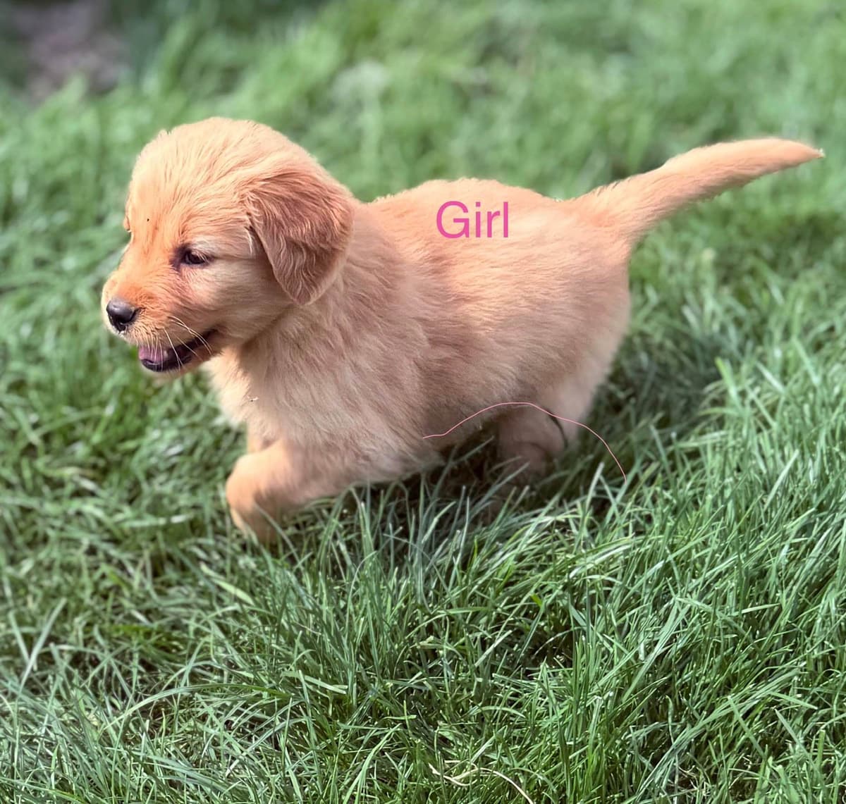 Golden Retriever Puppies breeder image 9