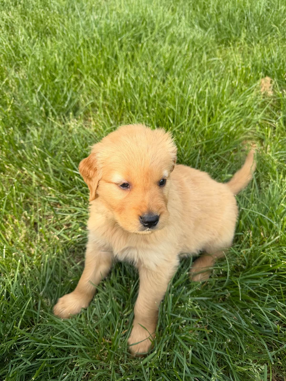 Golden Retriever Puppies breeder image 10