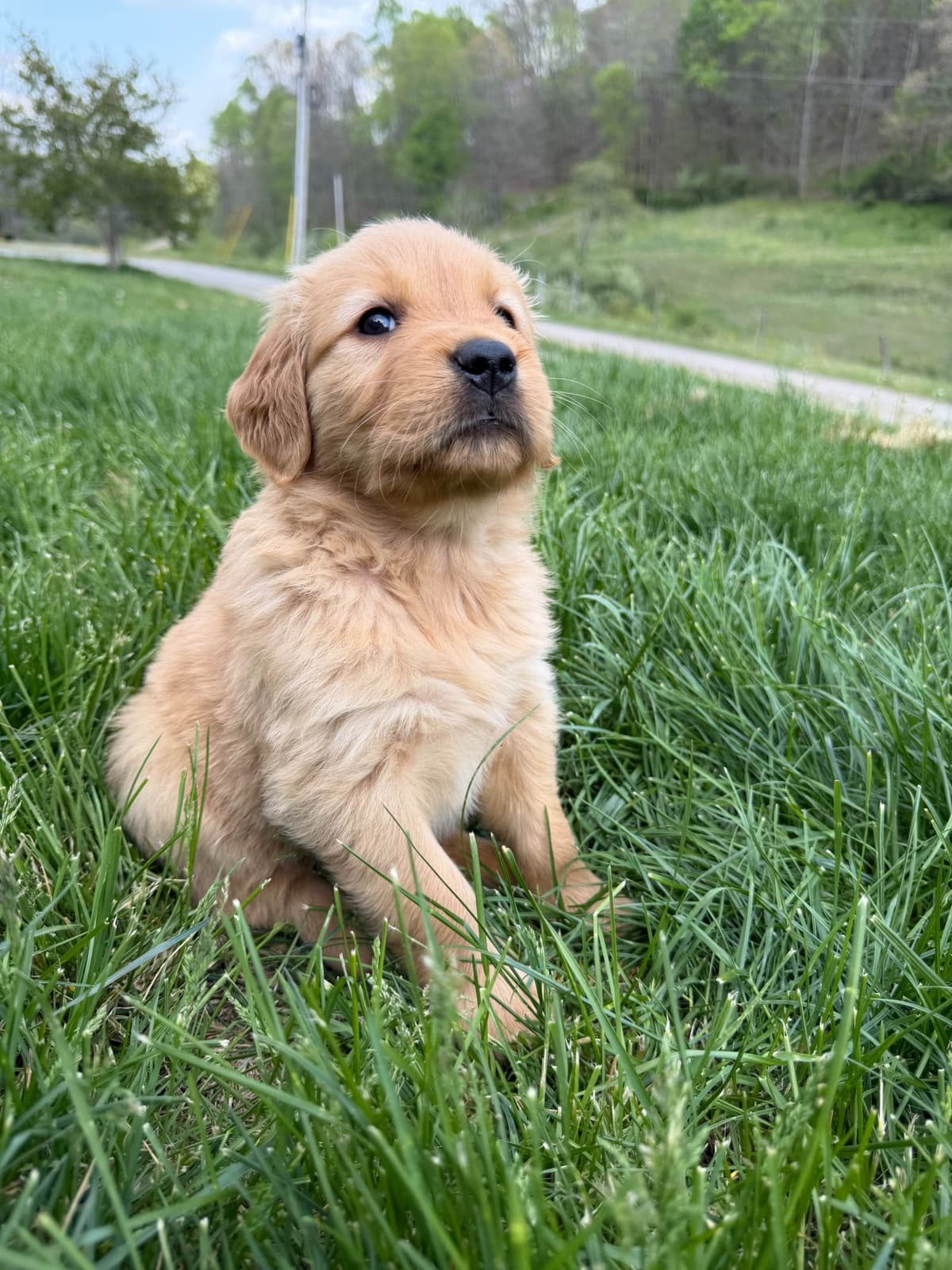 Golden Retriever Puppies breeder image 12
