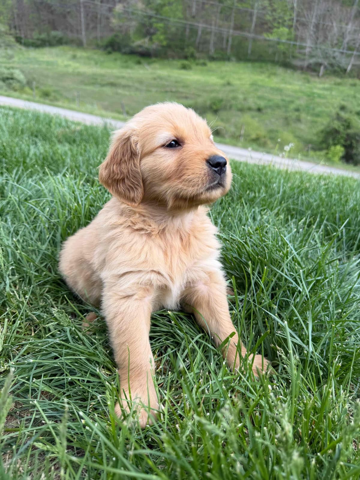 Golden Retriever Puppies breeder image 13