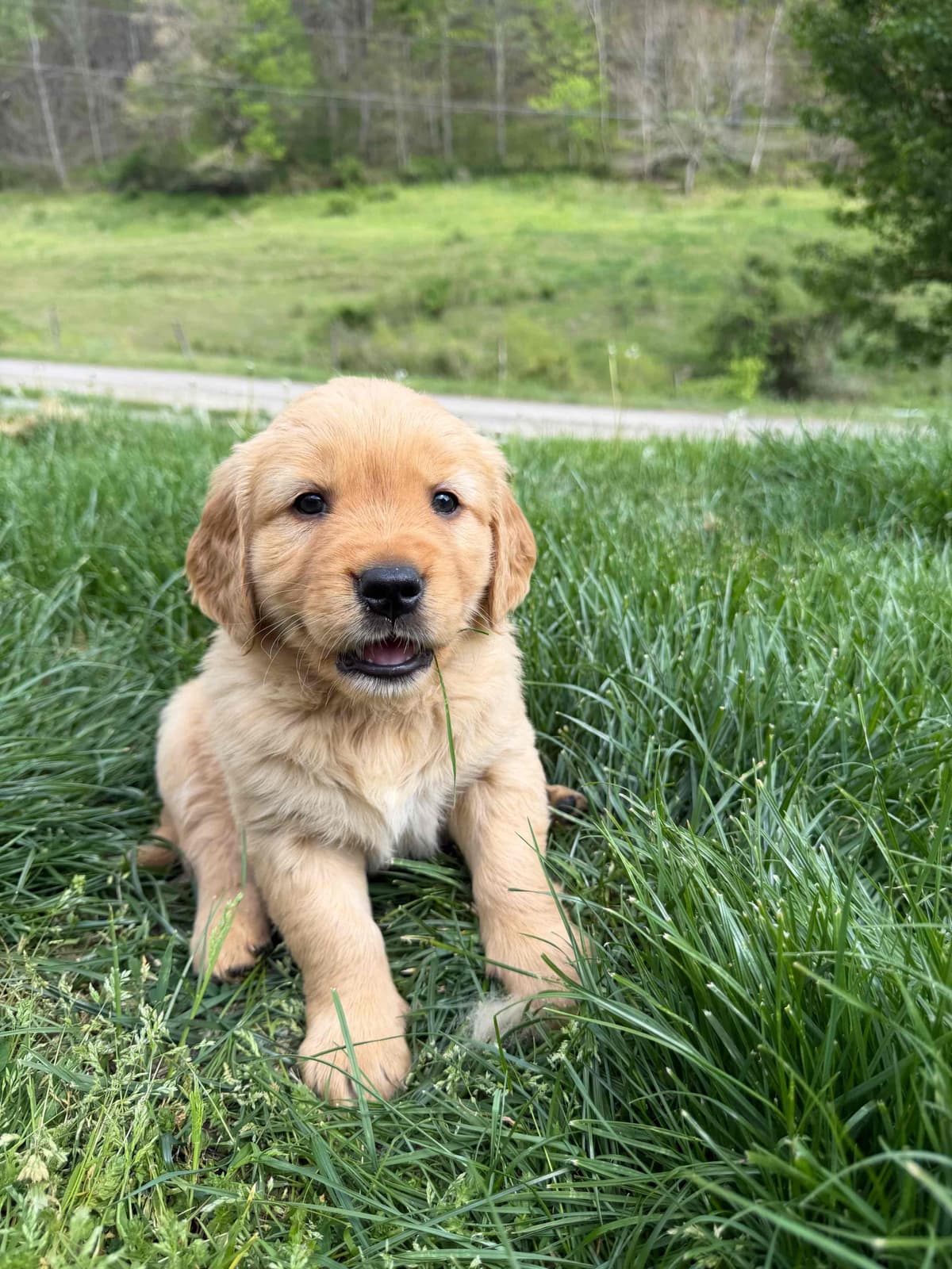 Golden Retriever Puppies breeder image 15