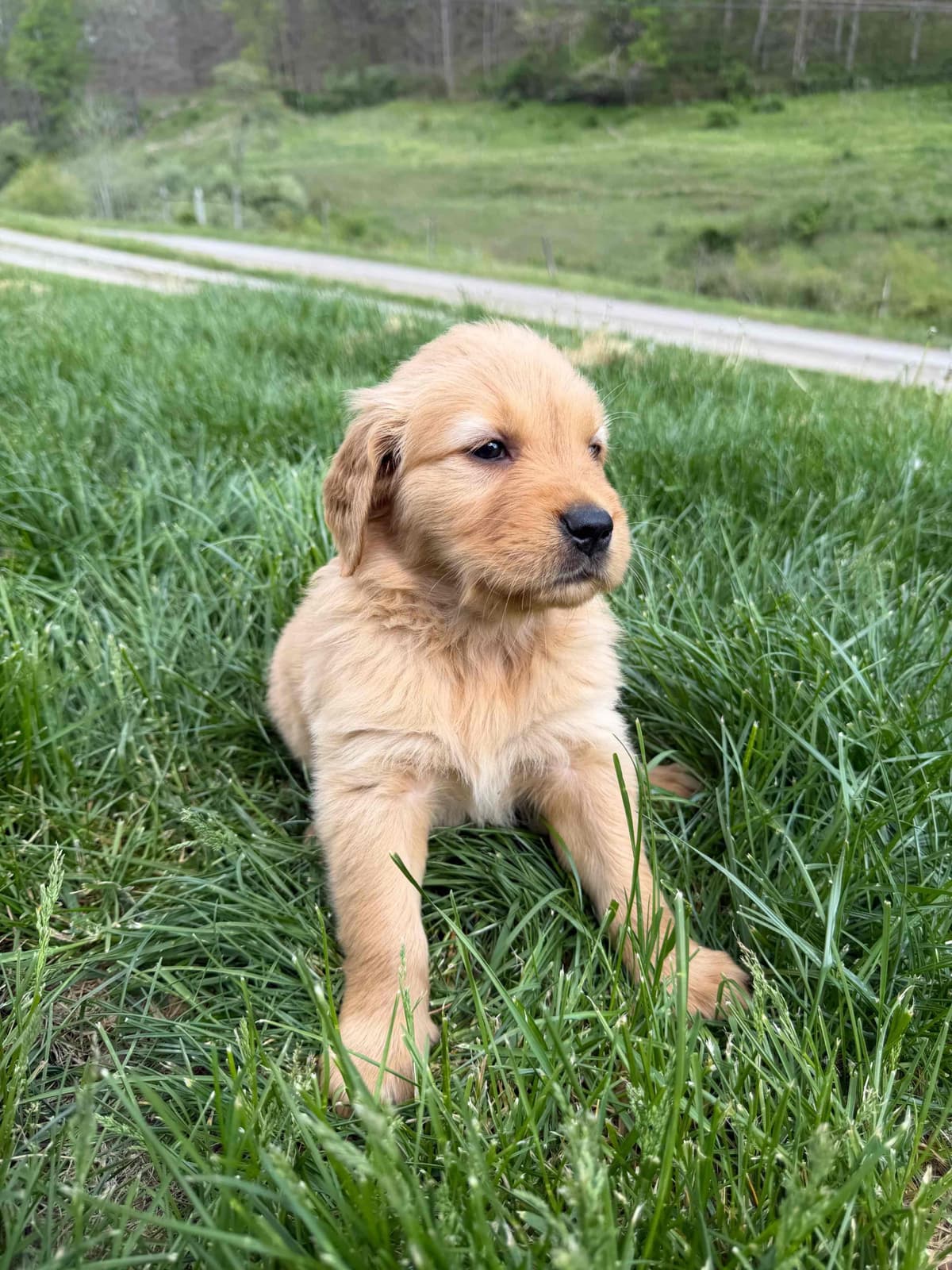 Golden Retriever Puppies breeder image 14