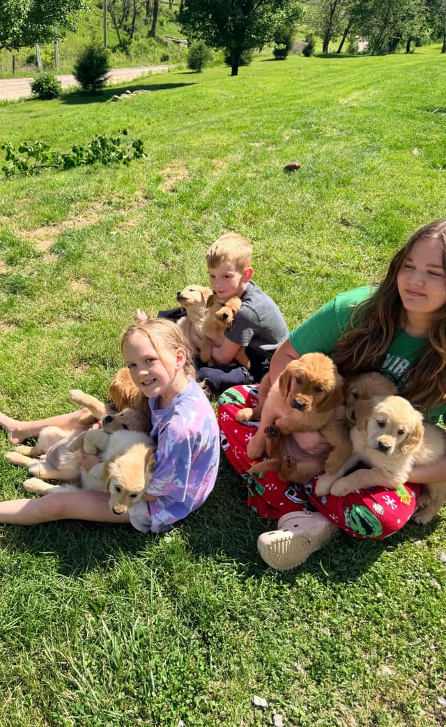 Golden Retriever Puppies media 11