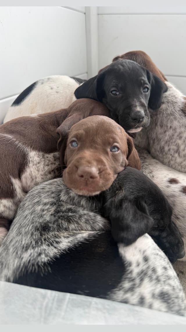 German Shorthaired Pointer Puppies media 3
