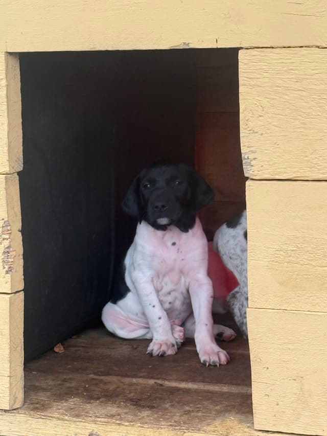 German Shorthaired Pointer Puppies media 4