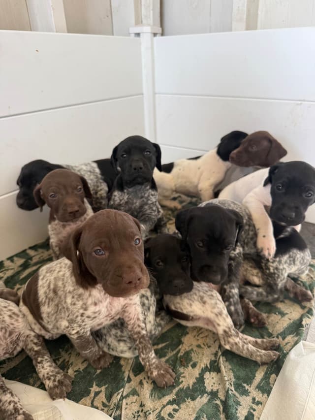 German Shorthaired Pointer Puppies media 5