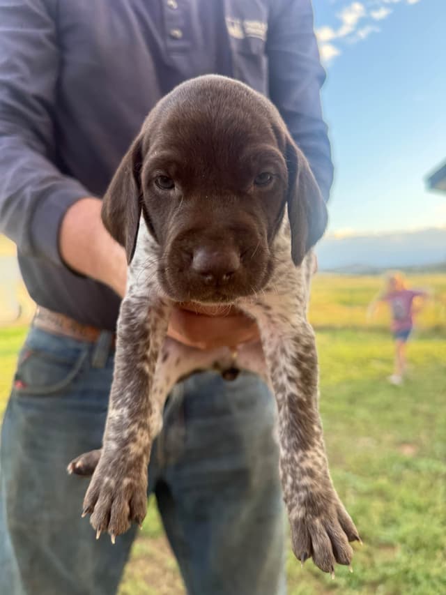 German Shorthaired Pointer Puppies media 7