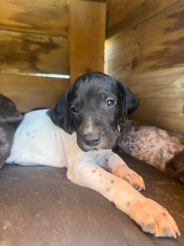 German Shorthaired Pointer Puppies media 8