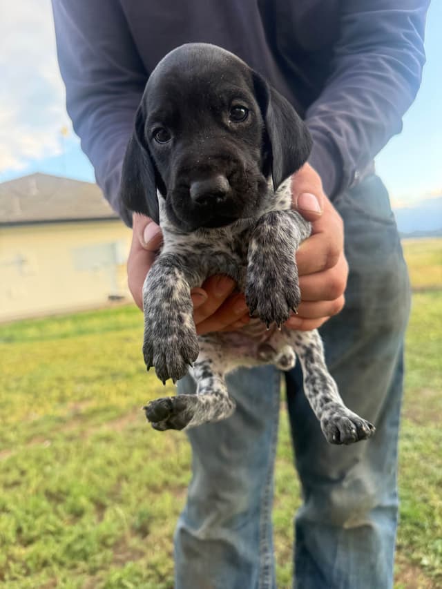 German Shorthaired Pointer Puppies media 9