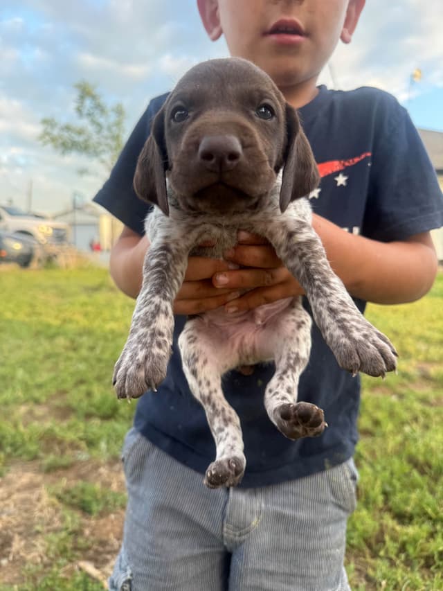 German Shorthaired Pointer Puppies media 10