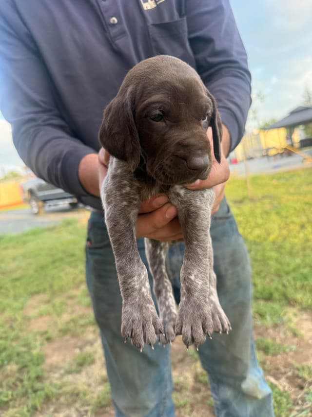 German Shorthaired Pointer Puppies media 11