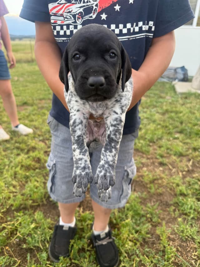 German Shorthaired Pointer Puppies media 12