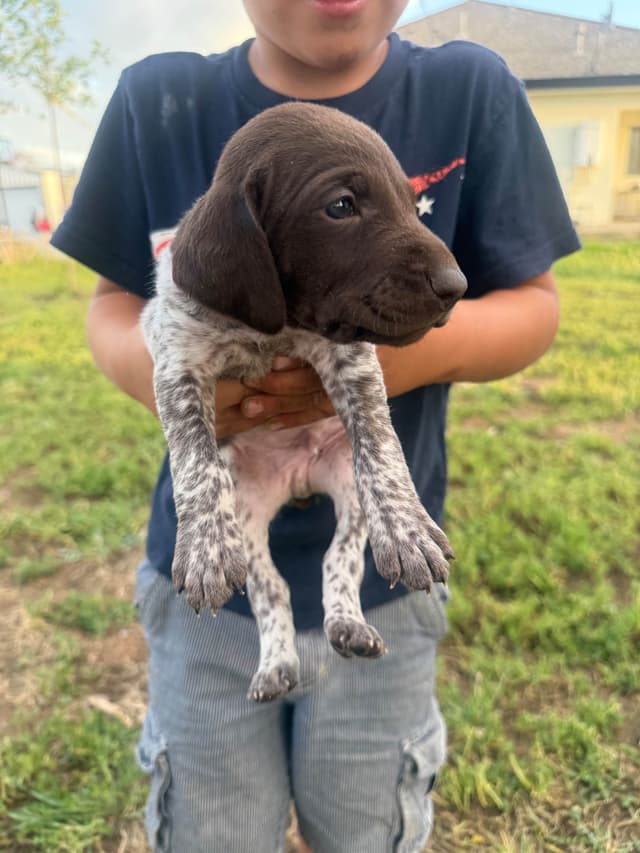 German Shorthaired Pointer Puppies media 13