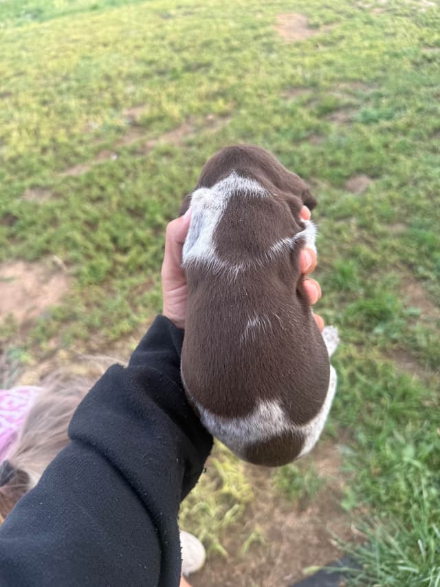 German Shorthaired Pointer Puppies media 16