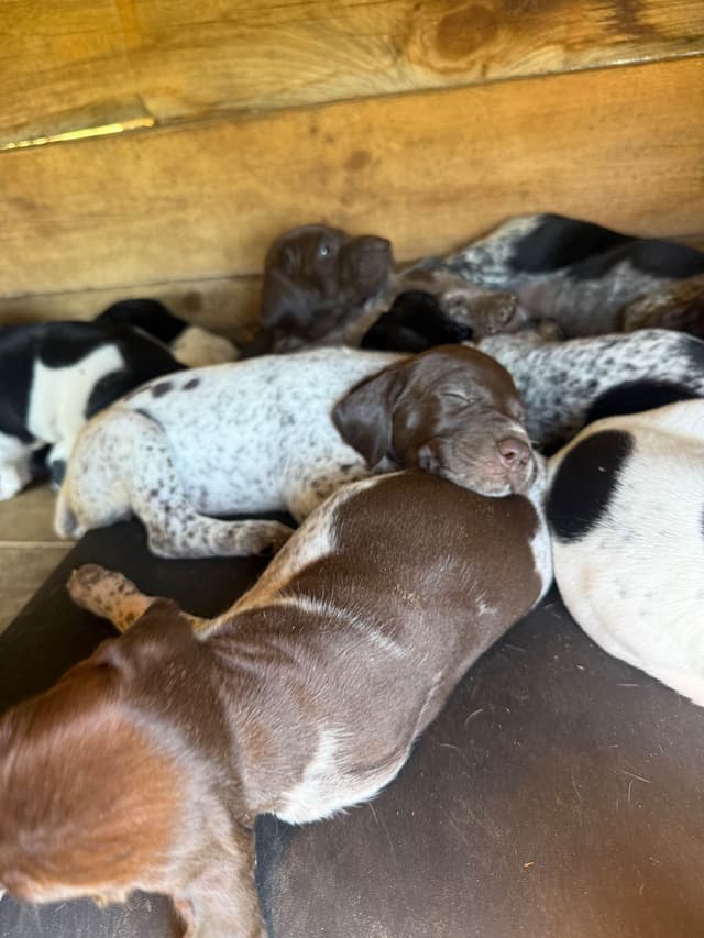 German Shorthaired Pointer Puppies media 15