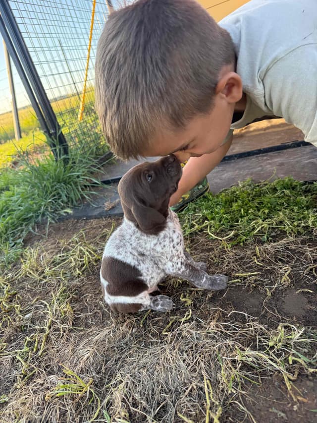 German Shorthaired Pointer Puppies media 17