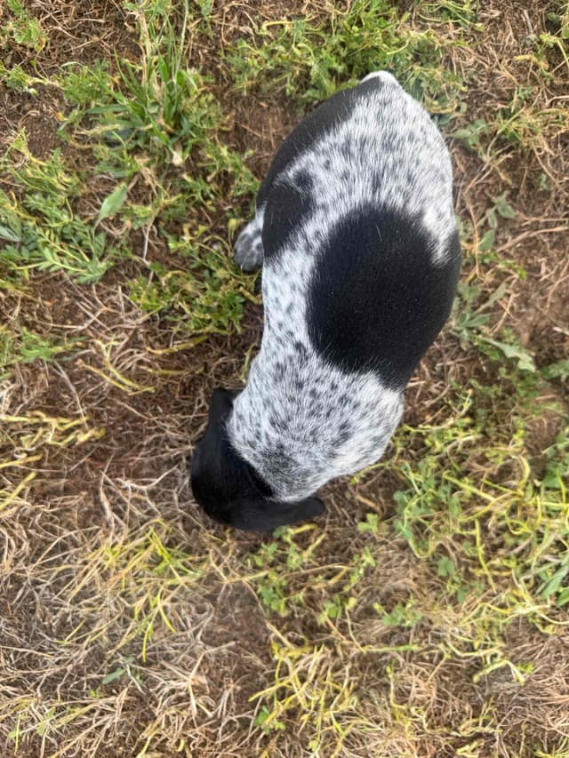 German Shorthaired Pointer Puppies media 18