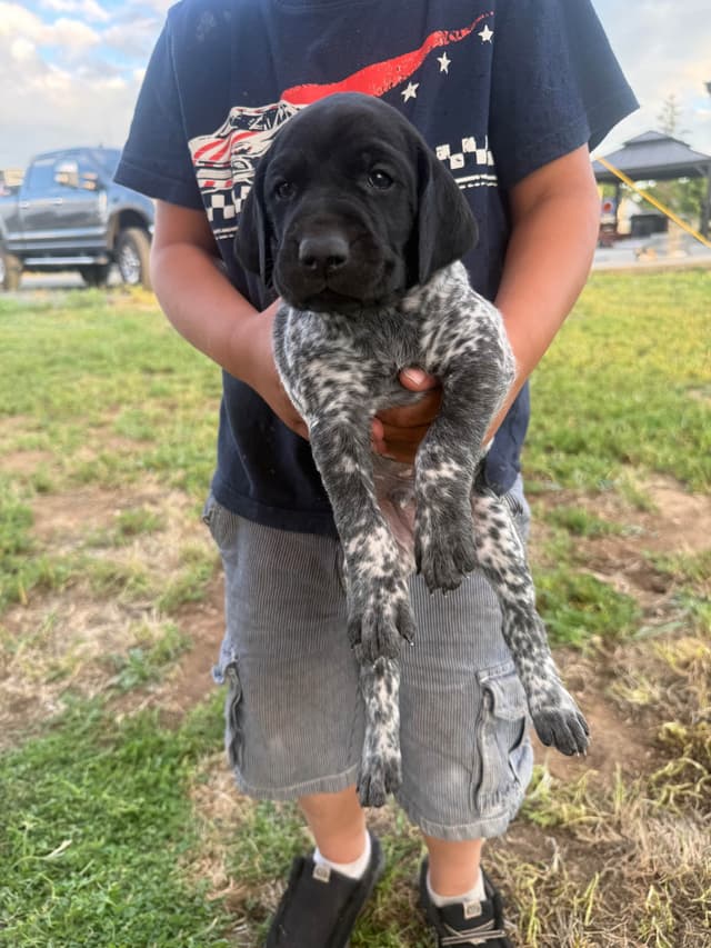 German Shorthaired Pointer Puppies media 19