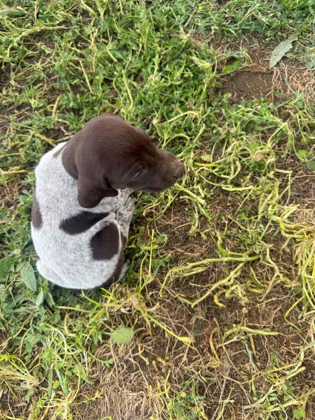 German Shorthaired Pointer Puppies media 20