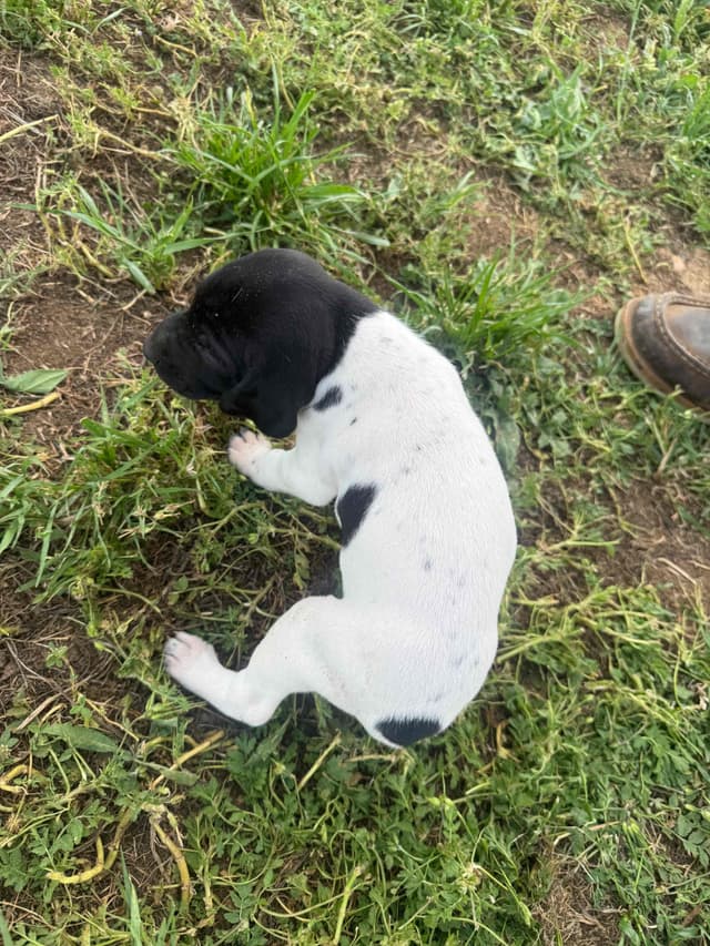 German Shorthaired Pointer Puppies media 21