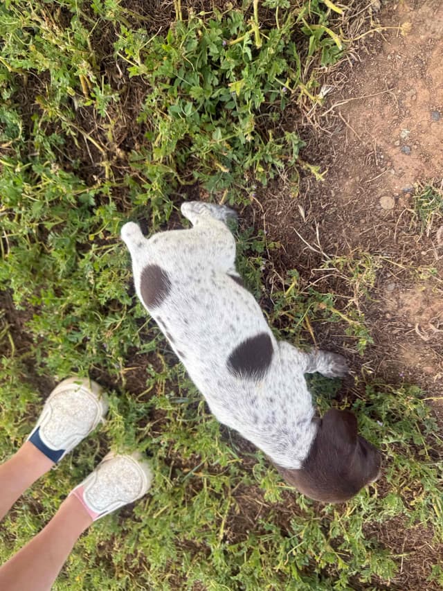 German Shorthaired Pointer Puppies media 22