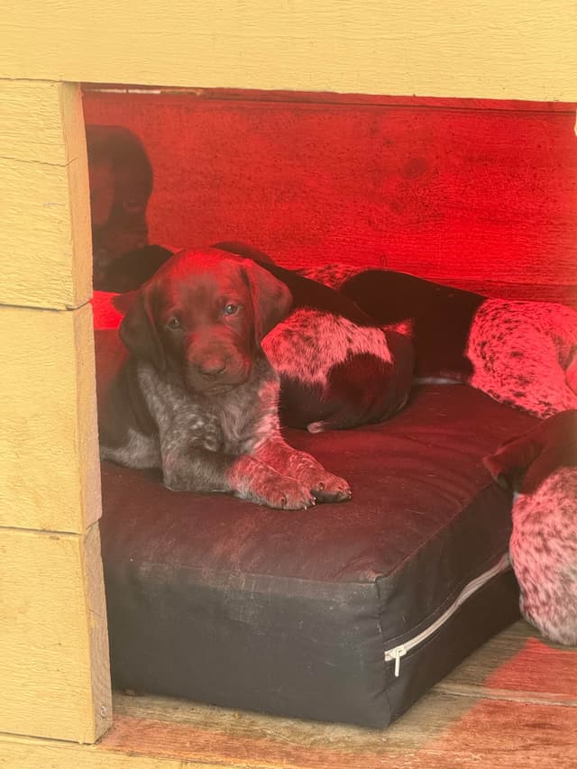 German Shorthaired Pointer Puppies media 23