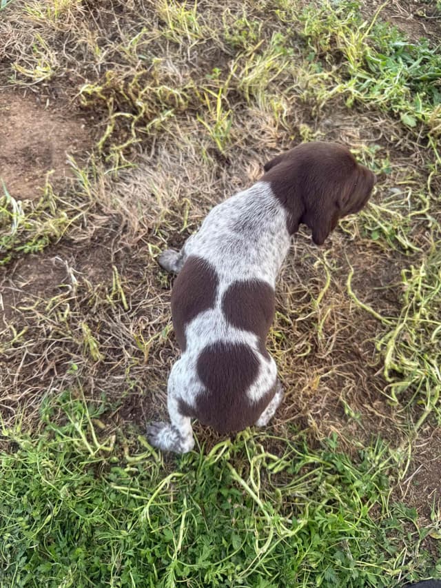 German Shorthaired Pointer Puppies media 24