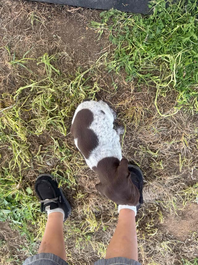 German Shorthaired Pointer Puppies media 25