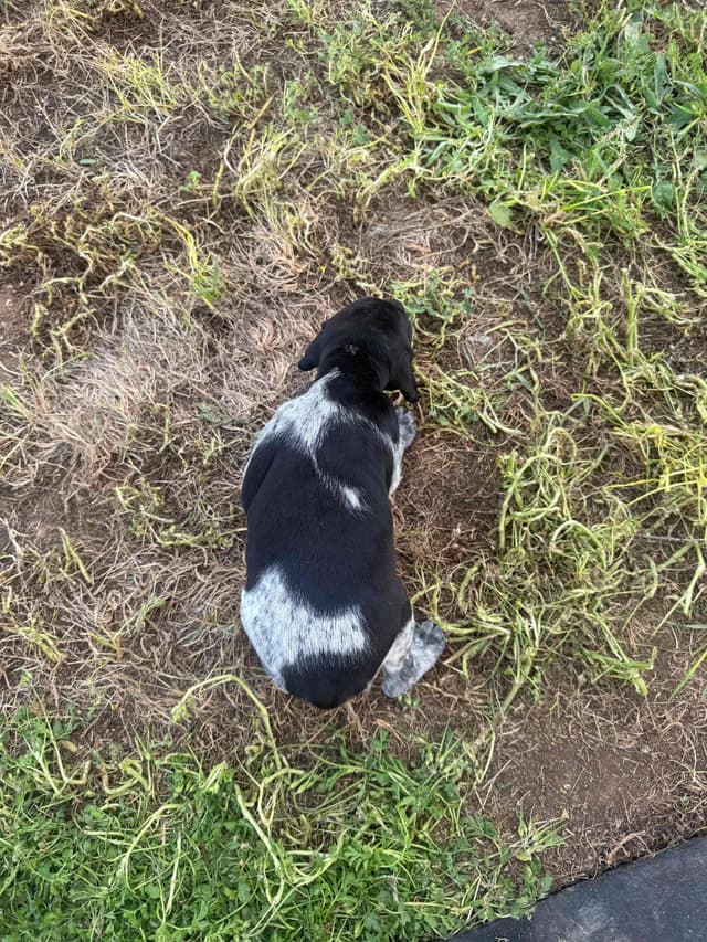 German Shorthaired Pointer Puppies media 26