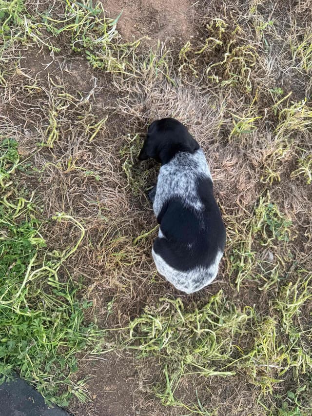 German Shorthaired Pointer Puppies media 27