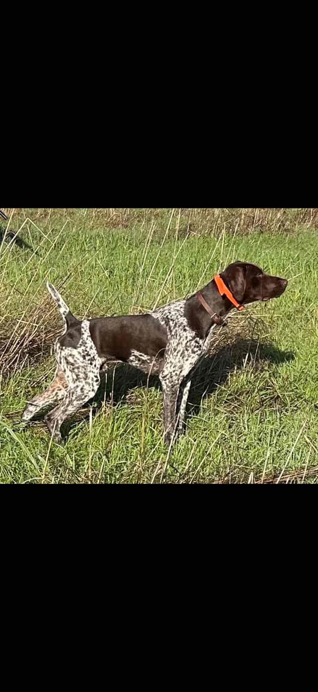German Shorthaired Pointer Puppies media 28