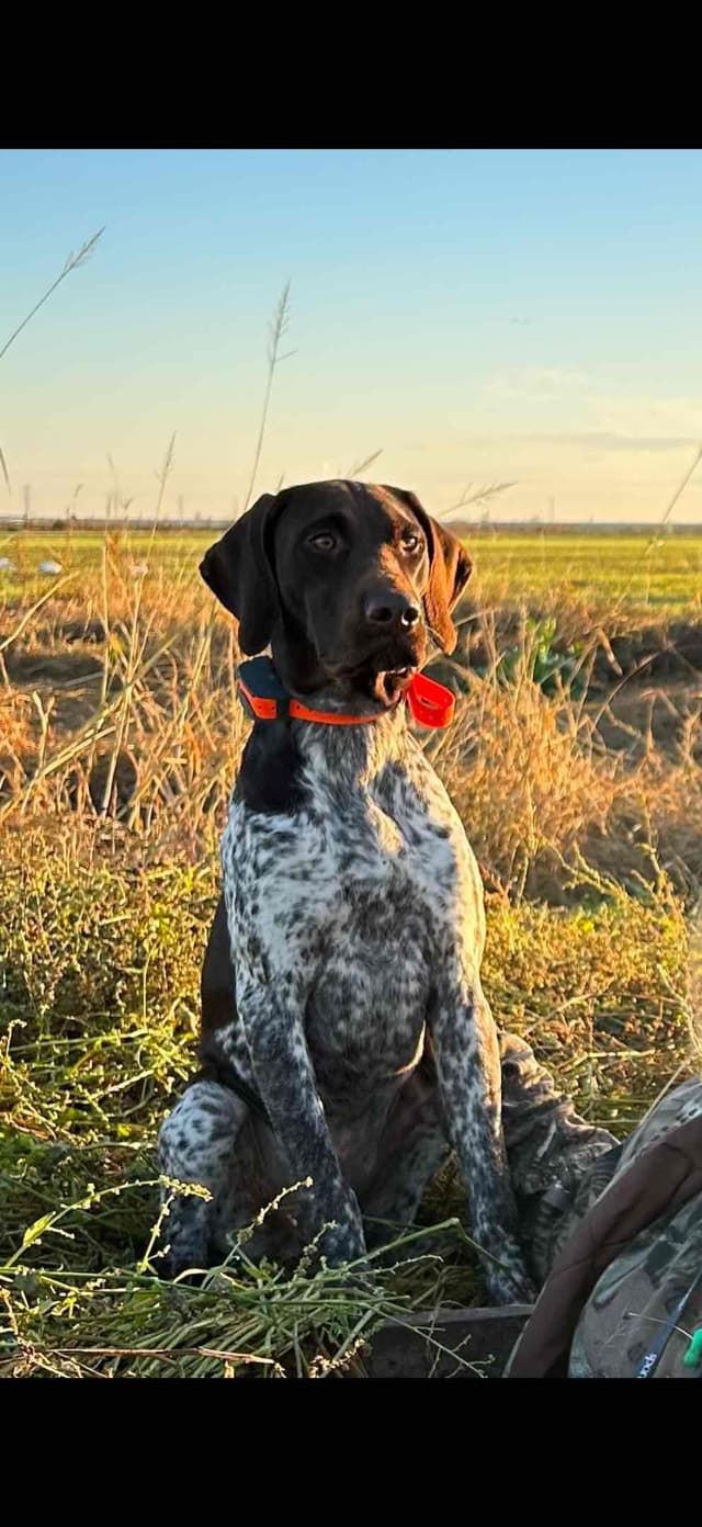 German Shorthaired Pointer Puppies media 29