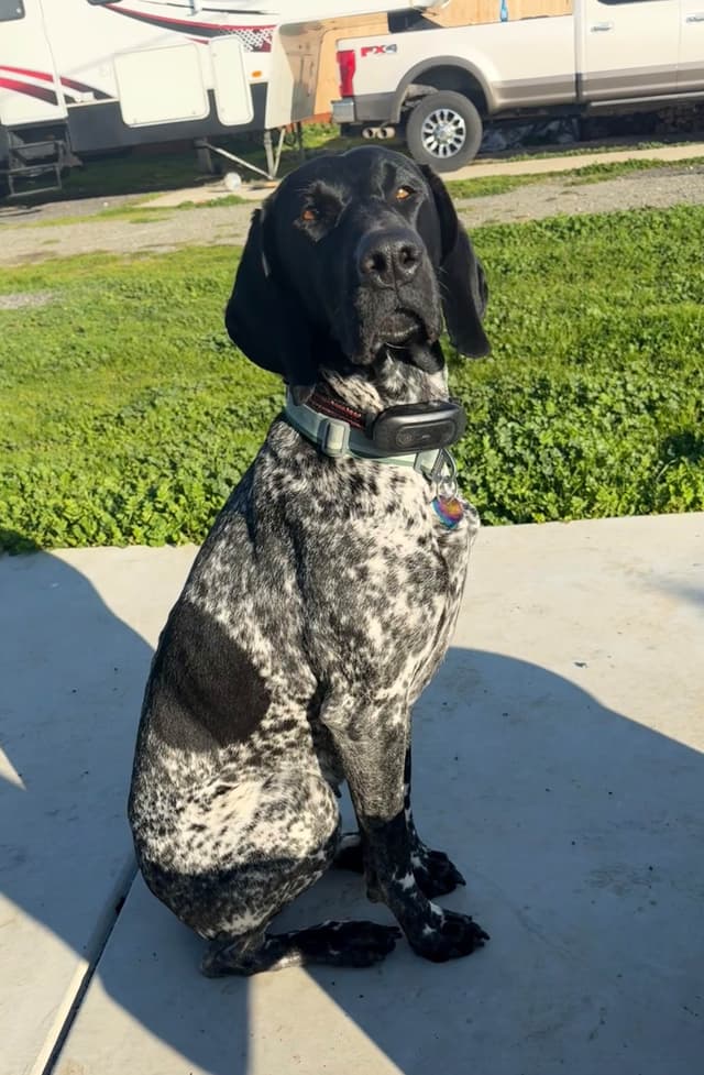German Shorthaired Pointer Puppies media 30