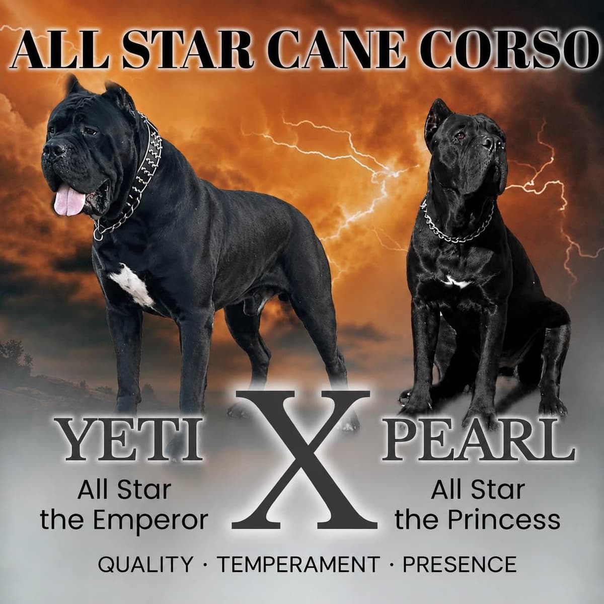 Murrieta All star cc kennel ranked highly by AKC breeder image 1