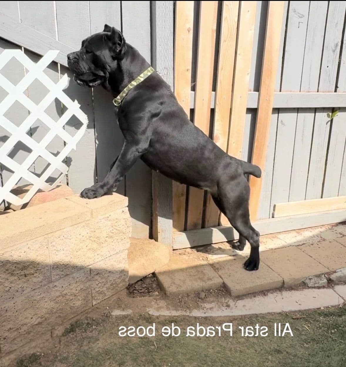 Murrieta All star cc kennel ranked highly by AKC breeder image 5