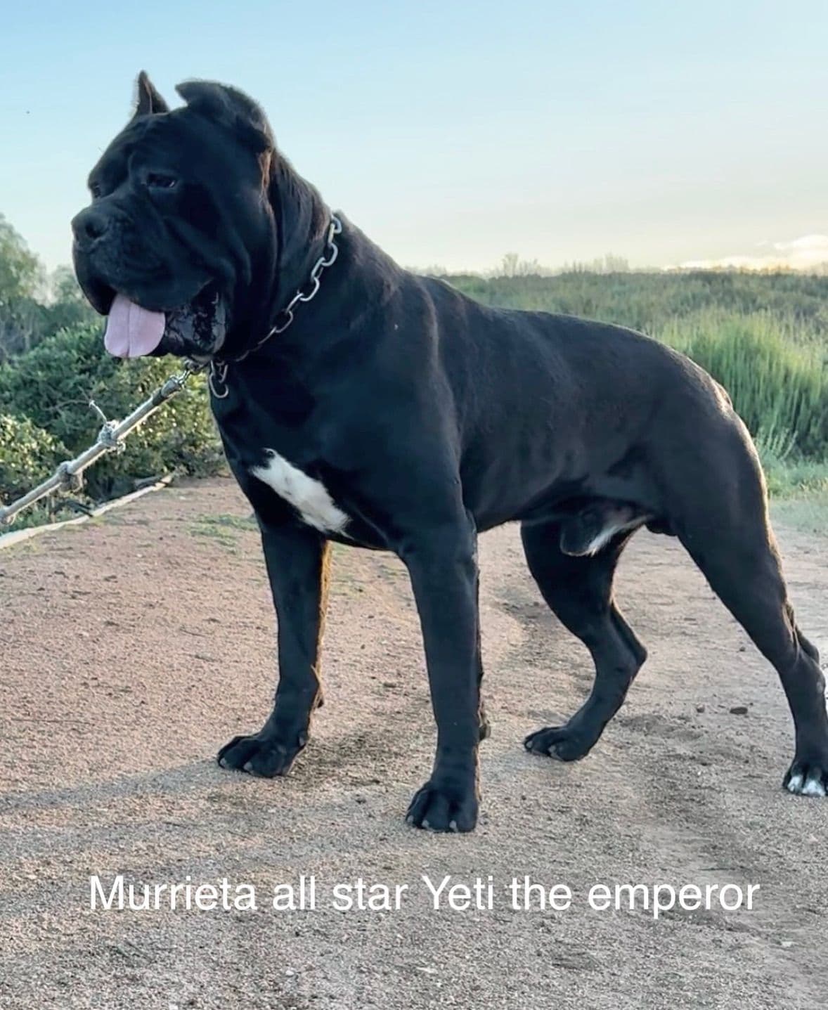 Murrieta All star cc kennel ranked highly by AKC breeder image 2