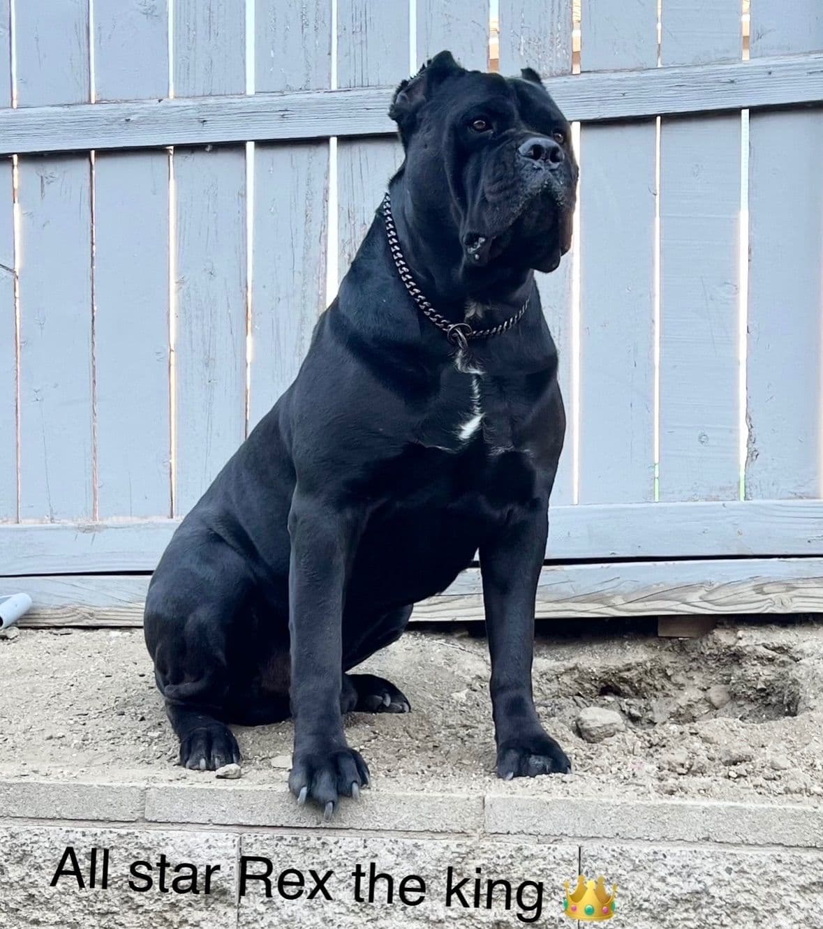Murrieta All star cc kennel ranked highly by AKC breeder image 9